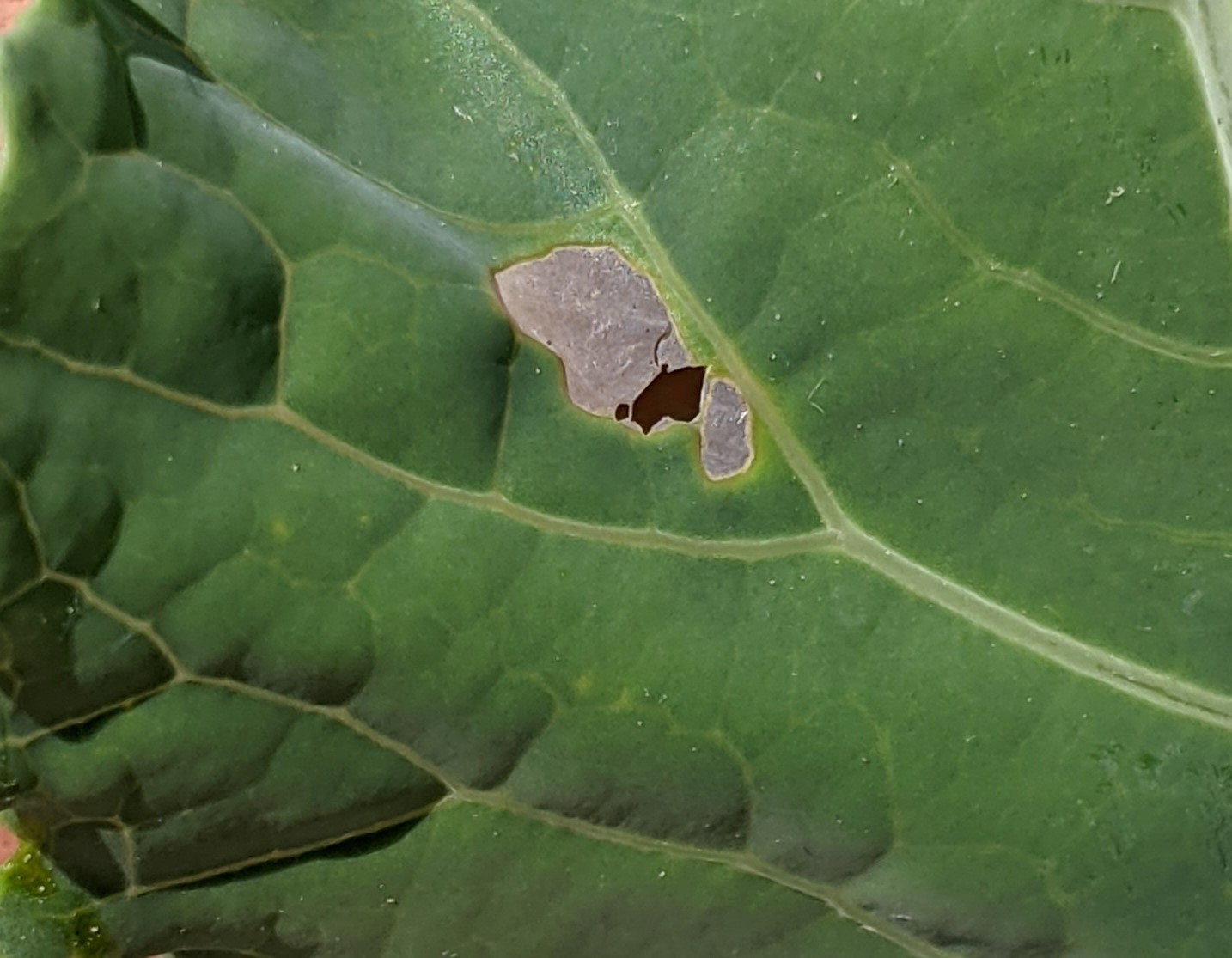 Windowpane mark on leaf.